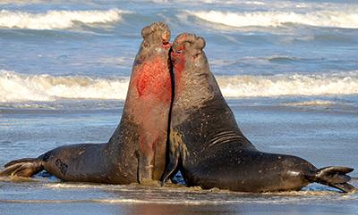 Bioacoustics Current Research Focus at A o Nuevo Coastside